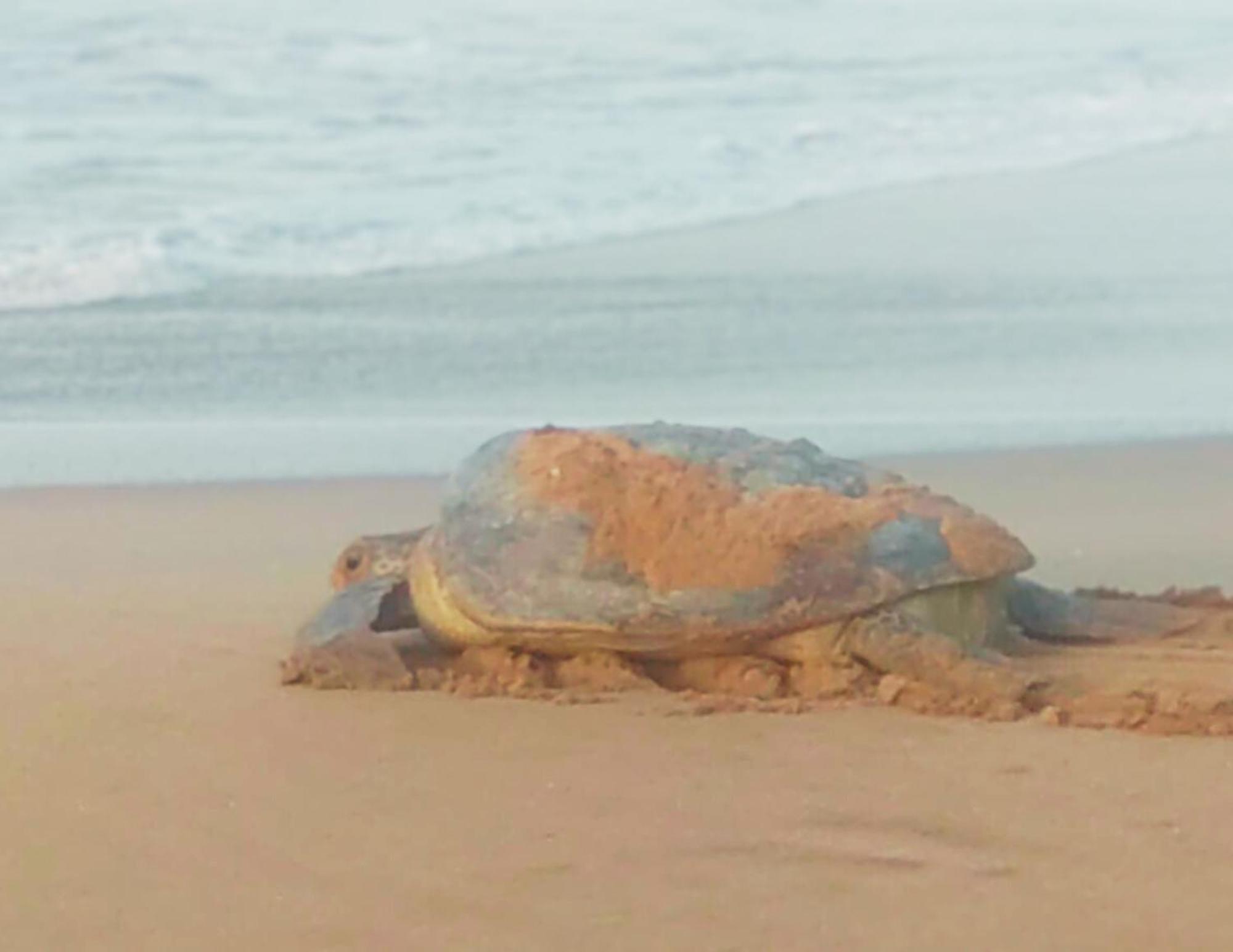 Amour At Turtle Beach Tangalle Eksteriør billede