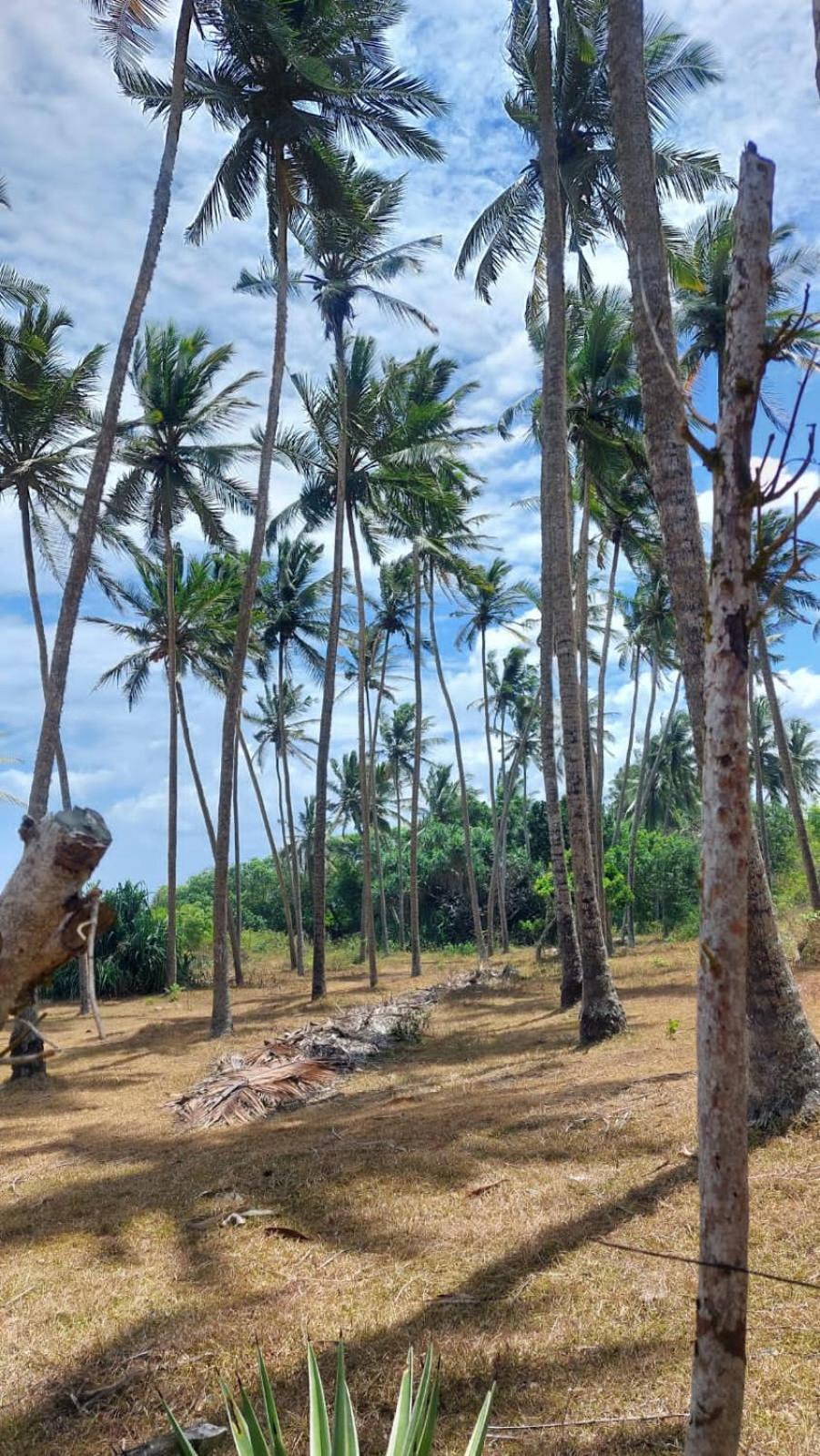 Amour At Turtle Beach Tangalle Eksteriør billede