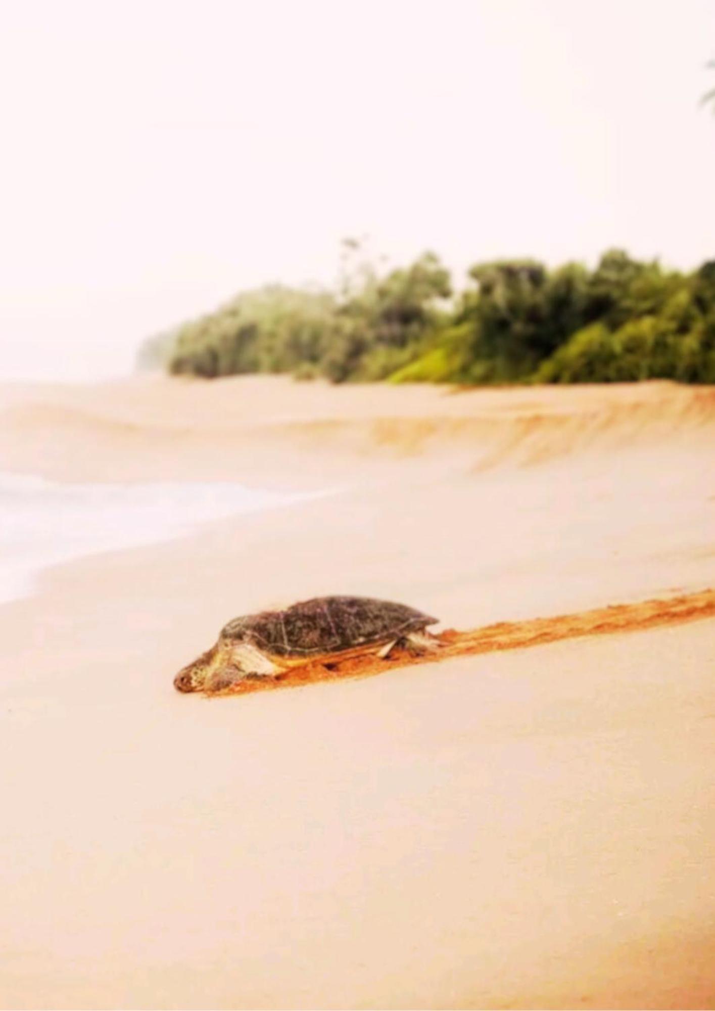 Amour At Turtle Beach Tangalle Eksteriør billede